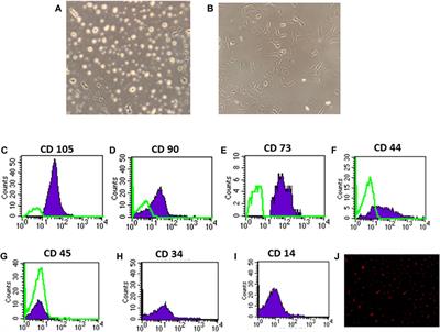 Corrigendum: BM-MSCs alleviate diabetic nephropathy in male rats by regulating ER stress, oxidative stress, inflammation, and apoptotic pathways